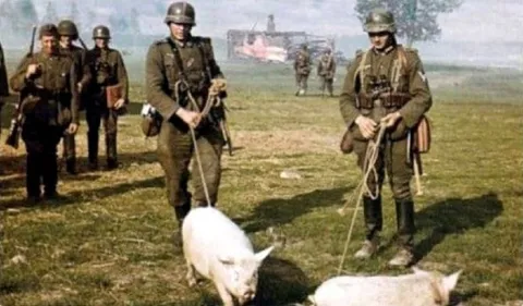 Солдаты выгуливают свиней