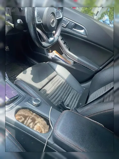 Кот в подстаканнике Mercedes