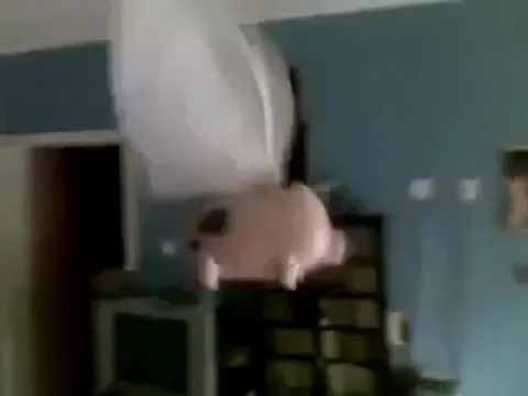 Летающая свинья в комнате