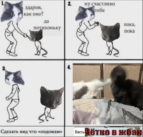 Котики жёстко выясняют отношения