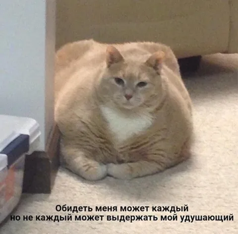 Удушающий кот