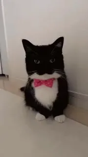 Котик в розовой бабочке