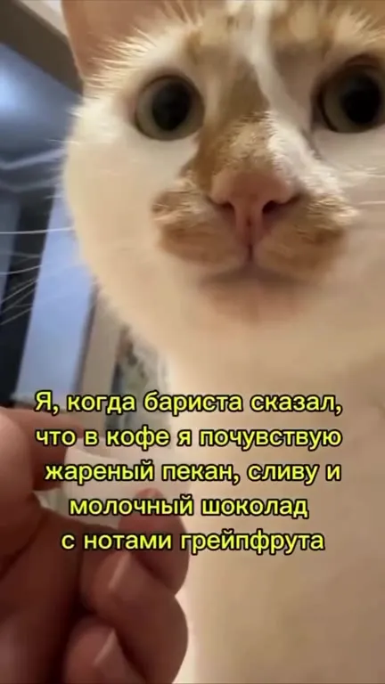 Кот слушает описание кофе