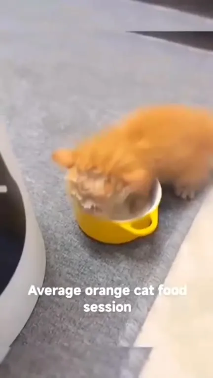 Average Orange Cat Food Session