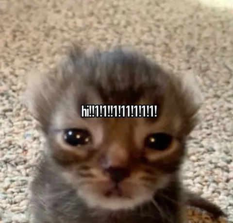 Overexcited Kitten Hi