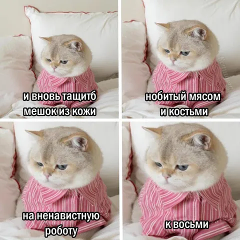 Кот тащит мешок на работу