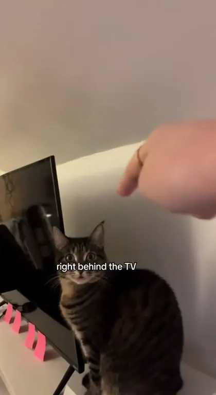 Cat Wants Her Heated Bed Back