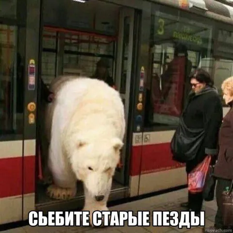 Белый медведь выходит из автобуса