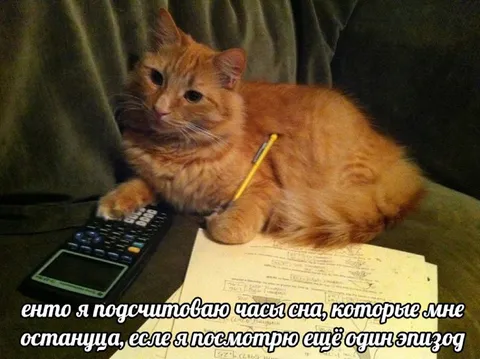 Кот считает часы сна