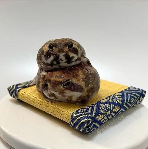 Лягушки отдыхают друг на друге