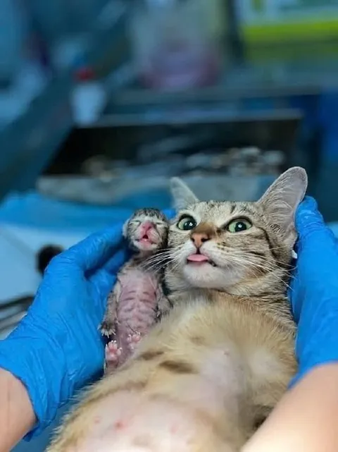 Кошка показывает своего котёнка