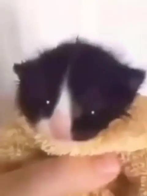 Мужчина и кот под драматичную музыку