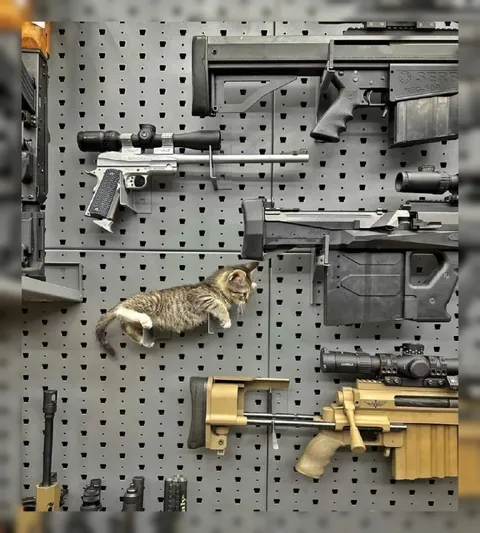 Котёнок среди винтовок