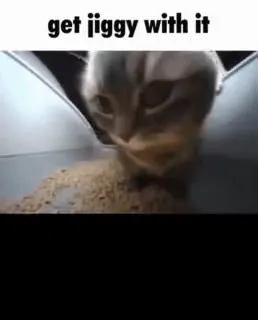 Get Jiggy With It Cat