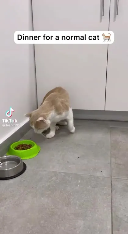 Dinner for a Balkan Cat