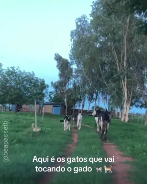Gatos tocando o gado