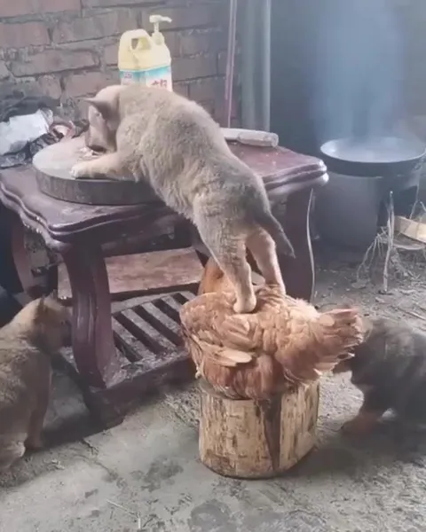 Кот использует курицу как ступеньку