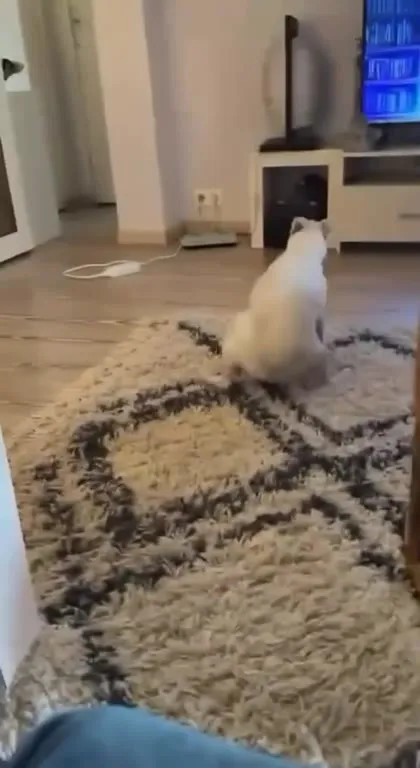 World Cup of Dog Poop