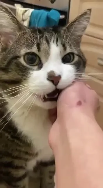 Кот не может перестать кусать руку