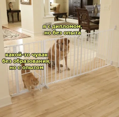 Диплом против реального опыта