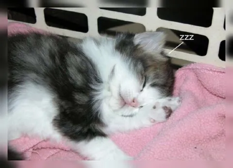 Sleepy Kitten ZZZ