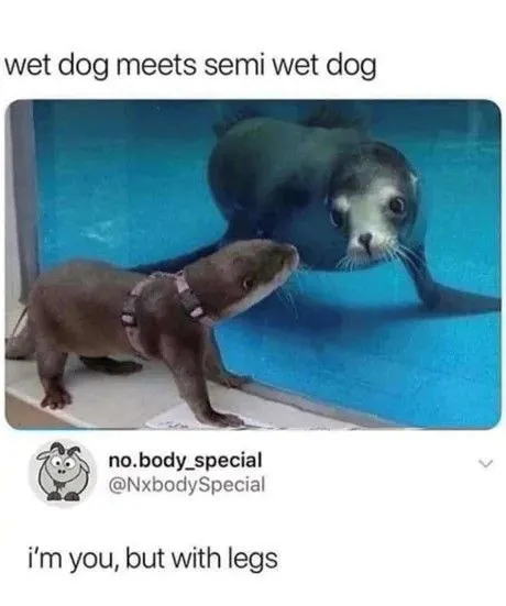 Wet Dog With Legs