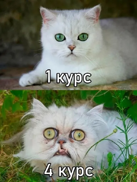 Кот после четырёх курсов