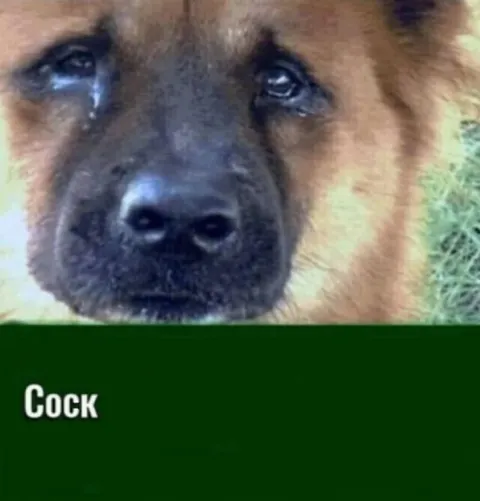 Crying Dog Says Cock
