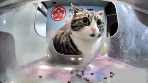 猫咪享用冻干零食
