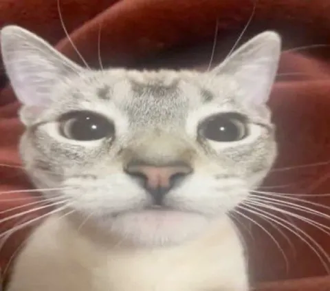 Кот пристально смотрит