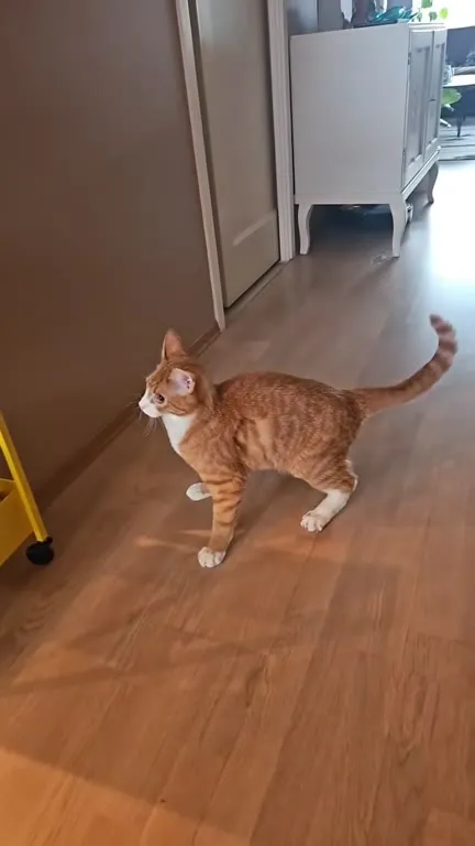 Коты выходят по очереди