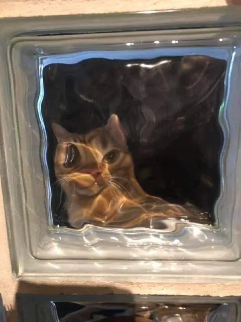 Кот за стеклом