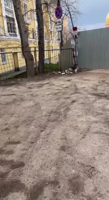 Собака тащит ведро через забор