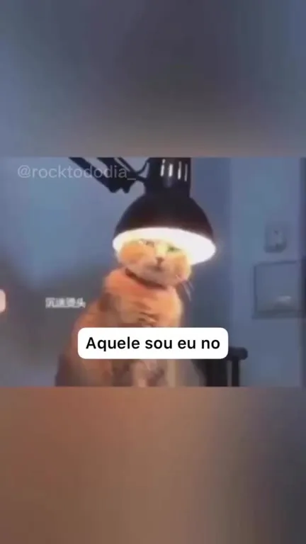 Gatos perdendo a religião