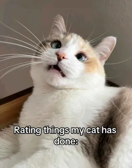 Rating Things My Cat Has Done
