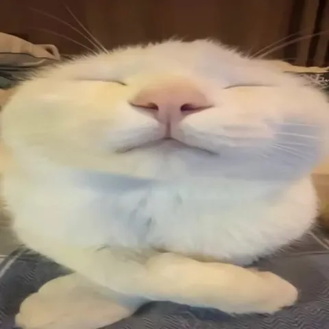 Котята плачут всё сильнее