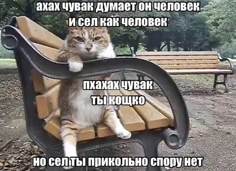 Кот сел как человек