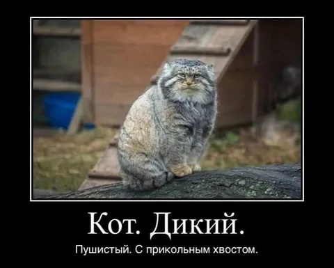 Кот. Дикий. Пушистый.