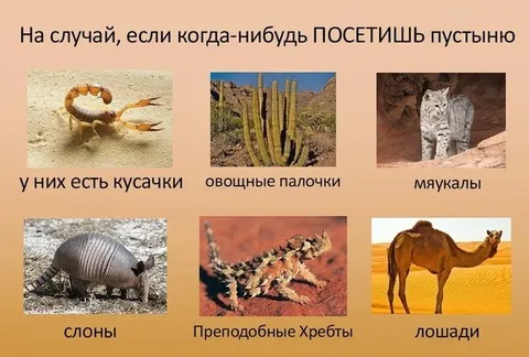 Если посетишь пустыню