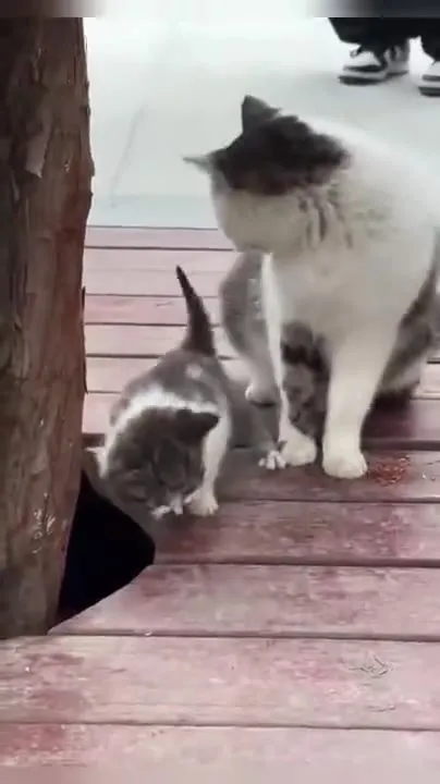 Mother Cat Plays With Kittens