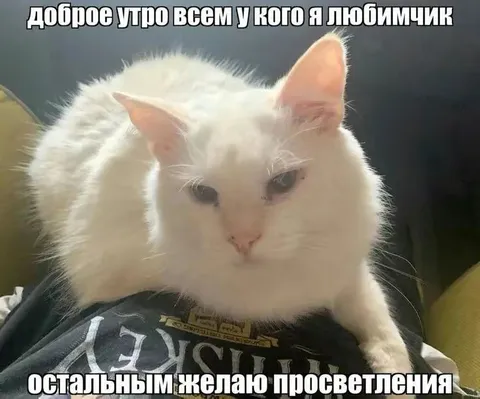 Кот желает просветления
