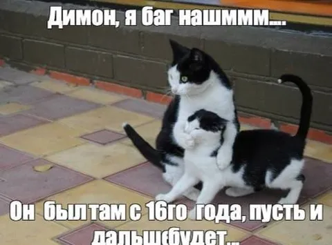 Кот был там с 16-го года