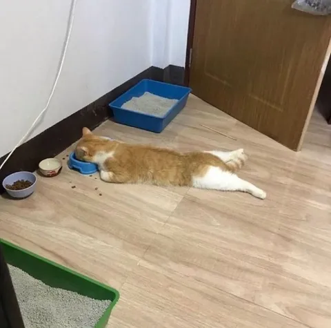 Кот растянулся у миски