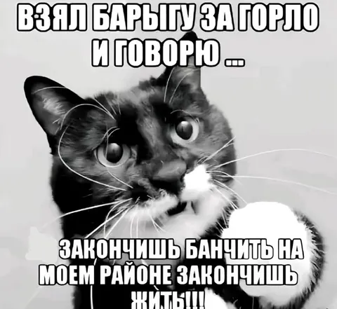 Кот угрожает за банчить
