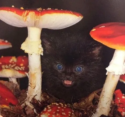 Котёнок среди мухоморов