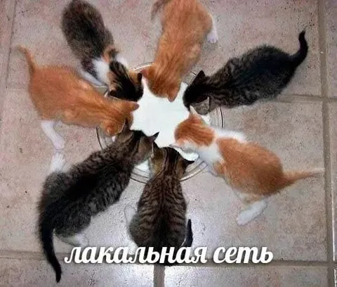 Лакальная сеть из котят