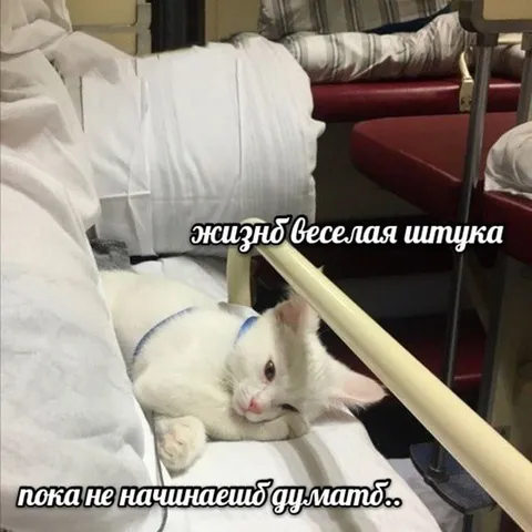 Жизнь веселая штука