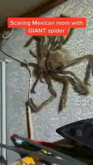Scaring Mexican Mom with Giant Spider