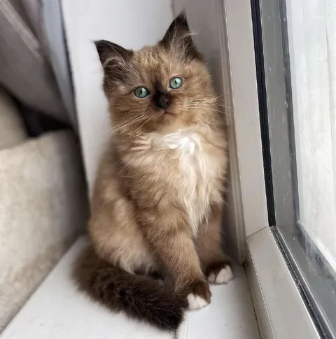 Милый котёнок у окна