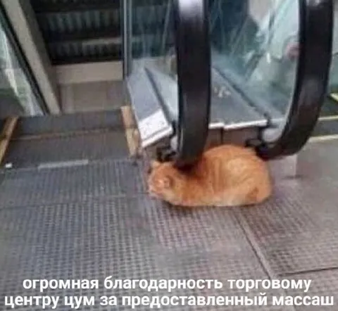 Кот получает массаж на эскалаторе